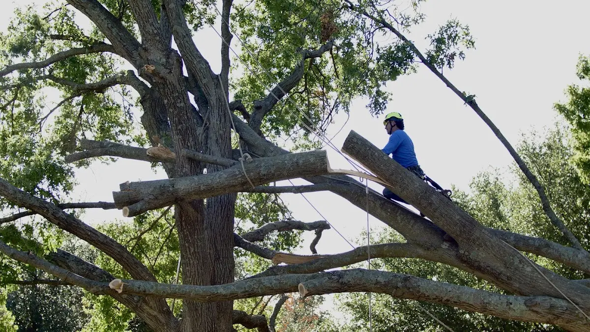 Professional Hazardous Tree Removal performed by certified arborists in Bassfield