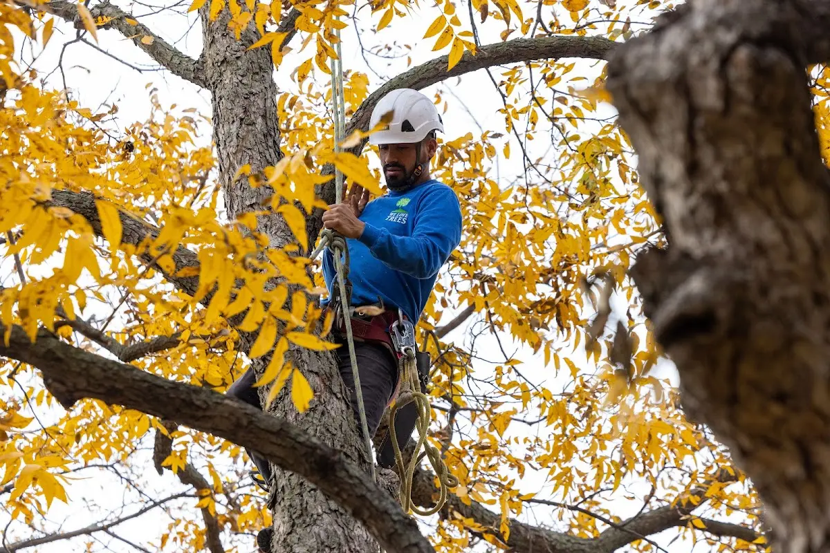 Skilled Tree Trimming crew working in Bassfield