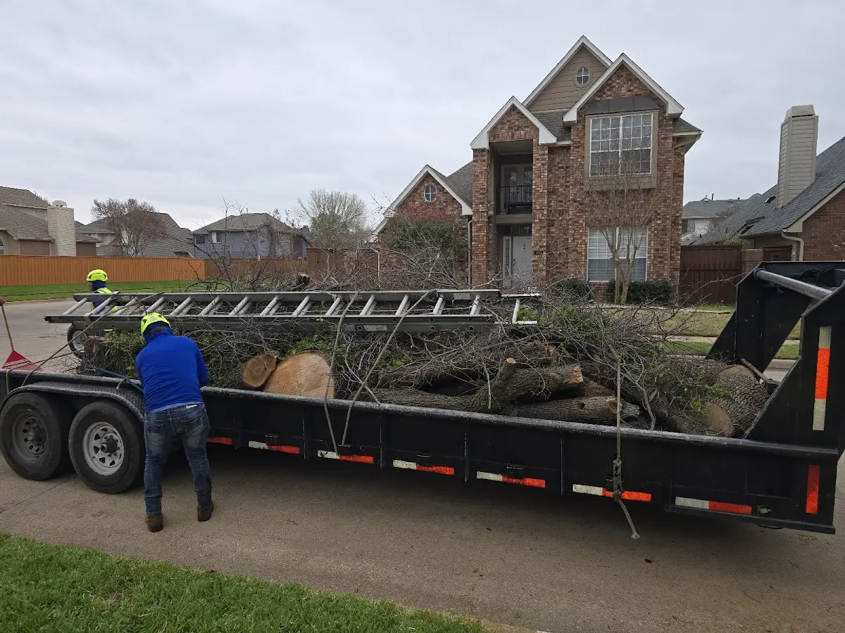Expert Tree Removal with proper safety equipment in Bassfield